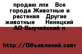 продаю лпх - Все города Животные и растения » Другие животные   . Ненецкий АО,Выучейский п.